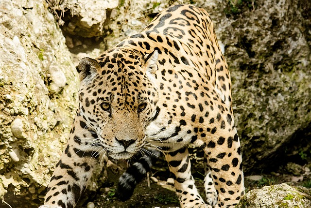 velký jaguar