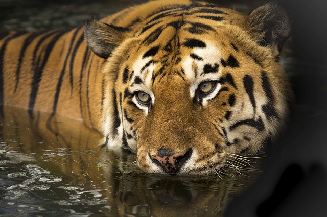 tygr ve vodě