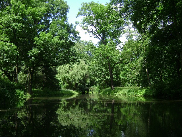 stromy kolem rybníka