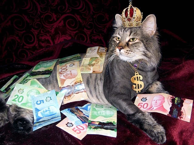 kočka s penězi